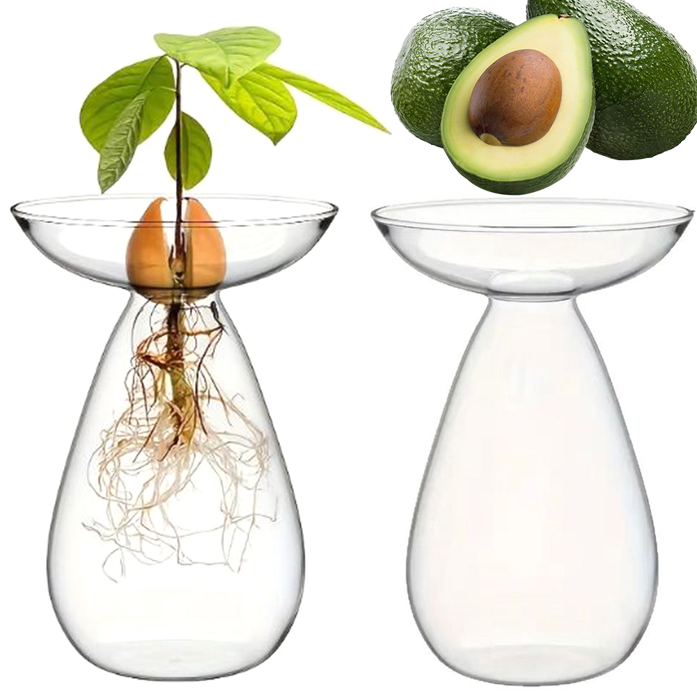 Propagation Station Vase - Vaso Idroponico per Semi di Avocado,
