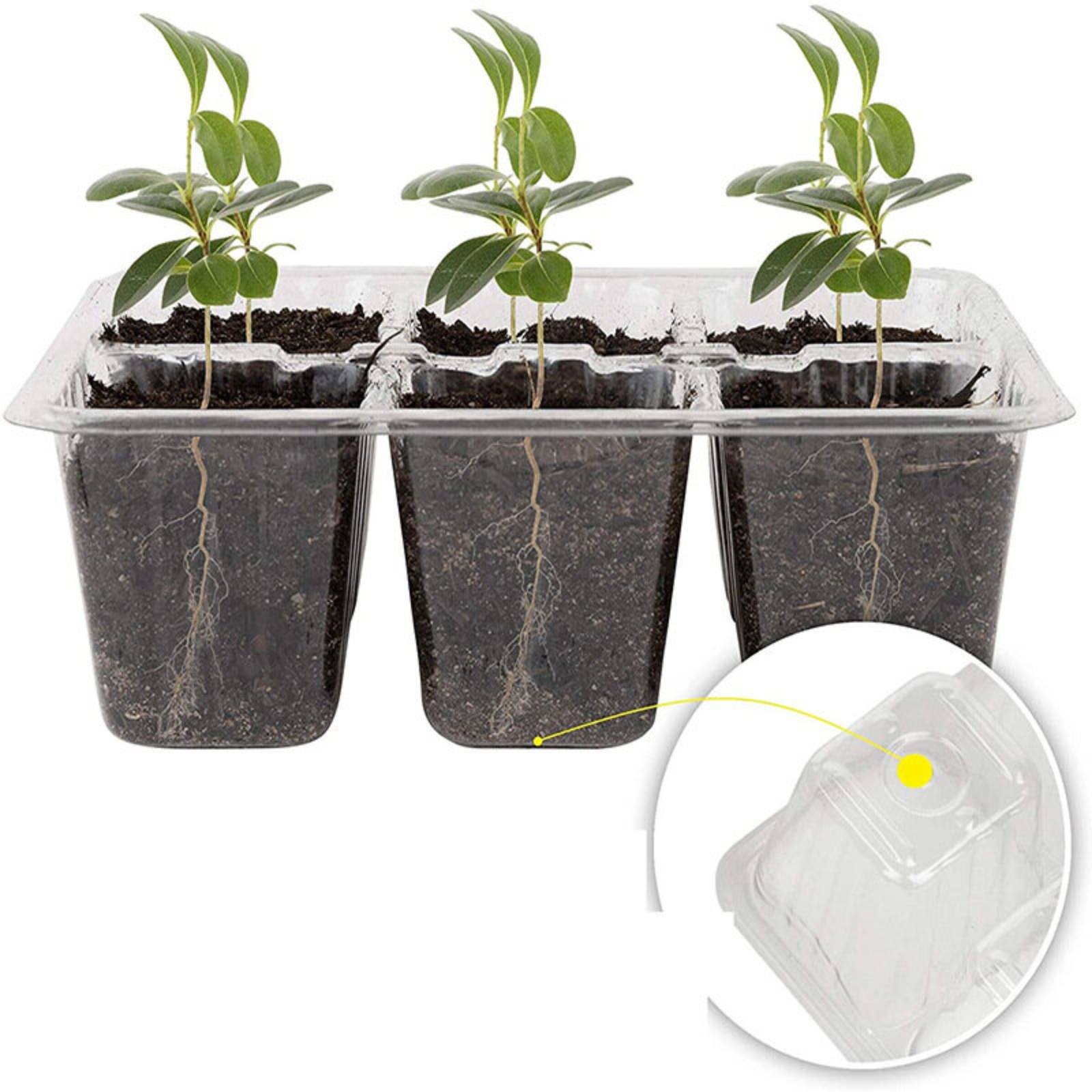 Humidity Dome Kit - Vassoio per Germinazione a 12 Scomparti