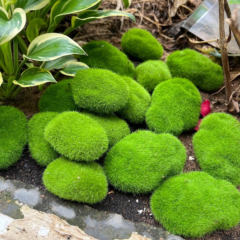 5/30 pz Pietre di Muschio Arti - Sphagnum Moss Dry recensione e prezzo