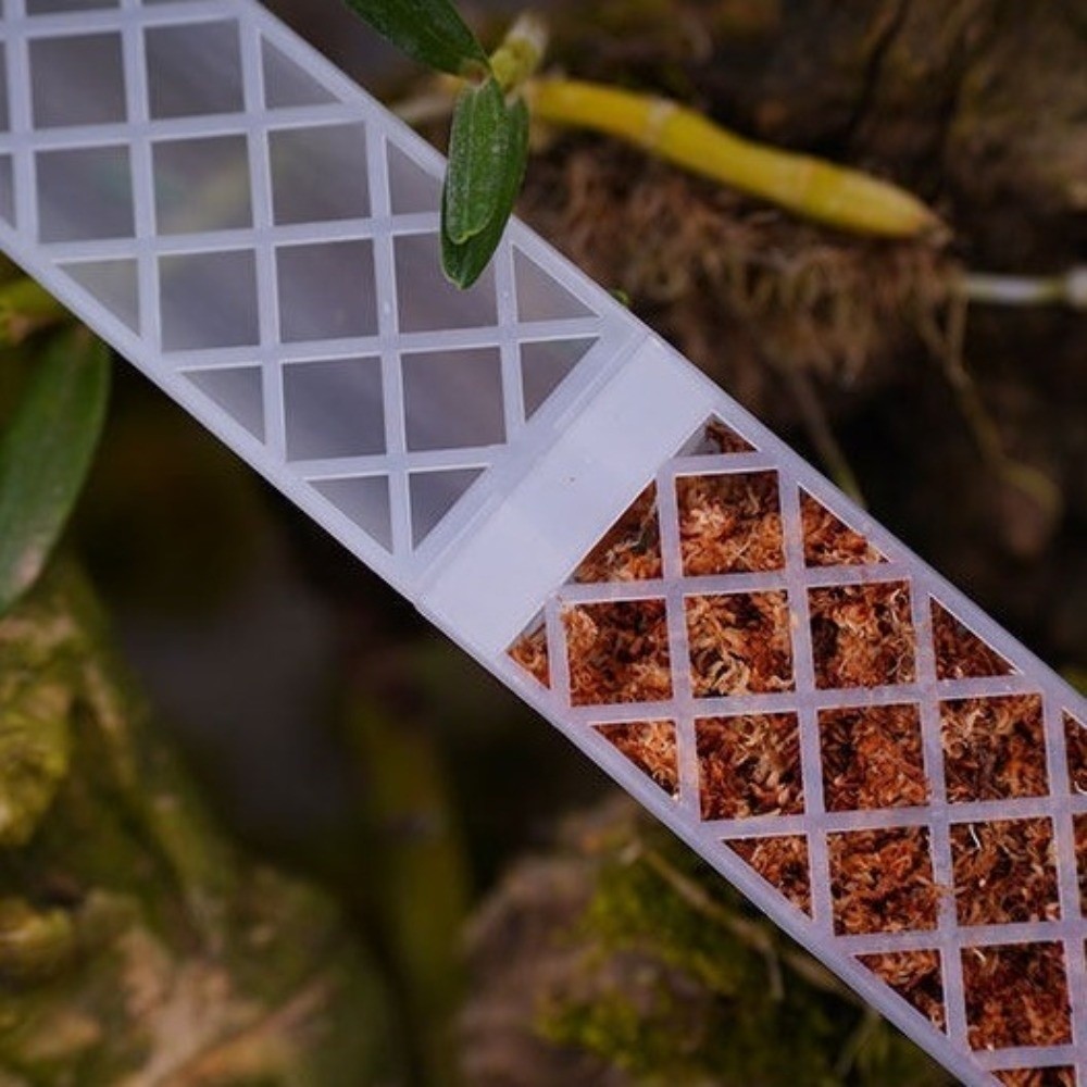 Supporto per Piante a Forma di - Sphagnum Moss Dry recensione e prezzo