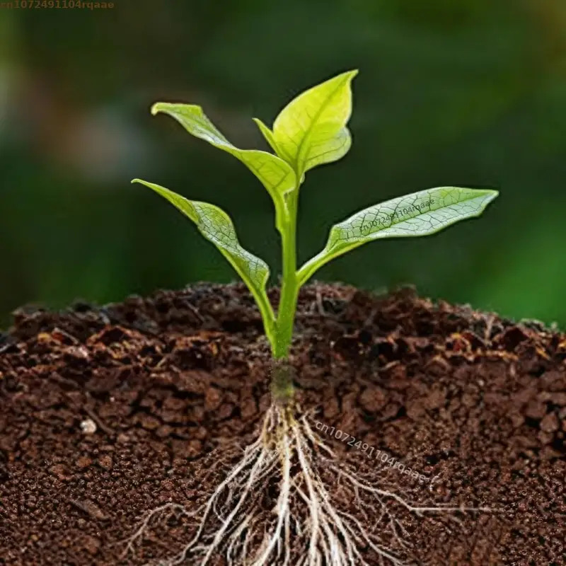 Polvere per Radicazione Piante - Rooting Hormone Powder recensione e prezzo