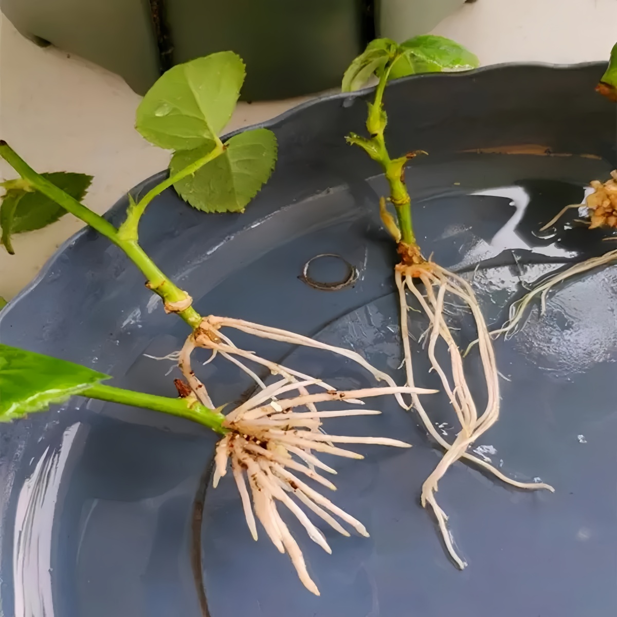 Acido indoleacetico IAA Auxina - Rooting Hormone Powder recensione e prezzo